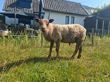 Unieke dekram aanboden beschikbaar voor biedingen