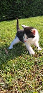Hele lieve kittens te koop, Dieren en Toebehoren, Katten en Kittens | Raskatten | Korthaar, Meerdere dieren, Ontwormd, 0 tot 2 jaar