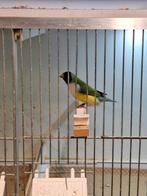 Gouldamadines 2025, Meerdere dieren, Tropenvogel, Geringd