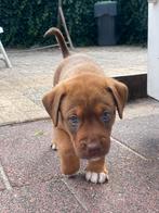 Stafford (rednose pitbul) x australian shepherd, Rabiës (hondsdolheid), 8 tot 15 weken, Meerdere, Meerdere dieren