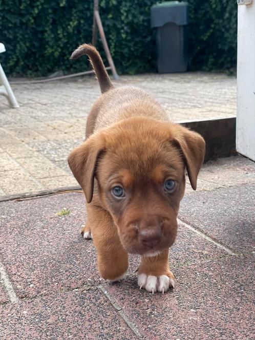 Stafford (rednose pitbul) x australian shepherd, Dieren en Toebehoren, Honden | Herdershonden en Veedrijvers, Meerdere dieren