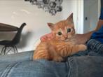 Rode kater nog over, Kater