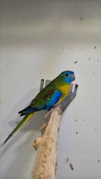 Turquisine parkieten broedkoppel, Dieren en Toebehoren, Vogels | Parkieten en Papegaaien, Meerdere dieren, Parkiet, Geringd