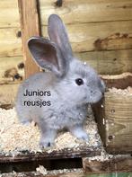 Duitse reus Blue Sable Agouti ram, Dieren en Toebehoren, Konijnen, Mannelijk, Groot