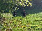 Gratis af te halen 3 kippen en 1 haan, Dieren en Toebehoren, Pluimvee, Meerdere dieren, Kip