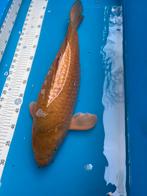 60 cm chagoi koi, Dieren en Toebehoren, Karper of Koi