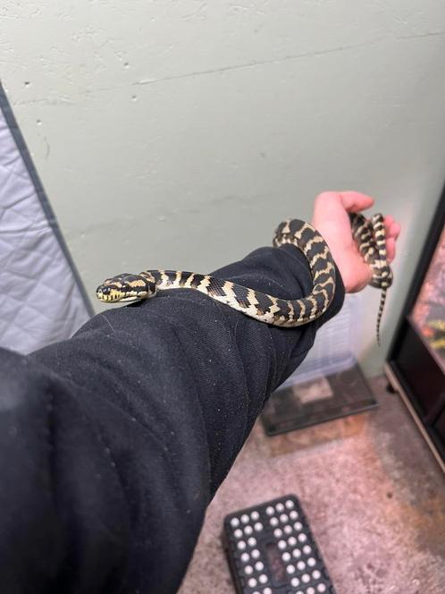 Morelia spilota harrisoni 1.0 “23, Dieren en Toebehoren, Reptielen en Amfibieën