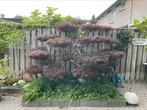 Grote japanse acer esdoorn, Ophalen, Zomer, Halfschaduw, Overige soorten