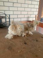 Grote jonge buff cochin kuikens 4 weken oud, Dieren en Toebehoren, Pluimvee, Geslacht onbekend, Kip