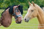 Hobbyhorse stokpaard met hoofdstel te koop, Hobby en Vrije tijd, Overige Hobby en Vrije tijd, Verzenden, Nieuw