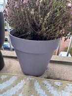Paarse plantenbak - 35 cm, Kunststof, Rond, Binnen, Zo goed als nieuw