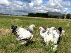 Jonge tamme Brahma kippen hennen gesekst en ingeënt, Dieren en Toebehoren, Pluimvee, Vrouwelijk, Kip