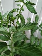 Bio moestuinplantjes: tomaat, paprika. €1,20 per stuk, Tuin en Terras, Planten | Tuinplanten, Ophalen, Volle zon, Groenteplanten