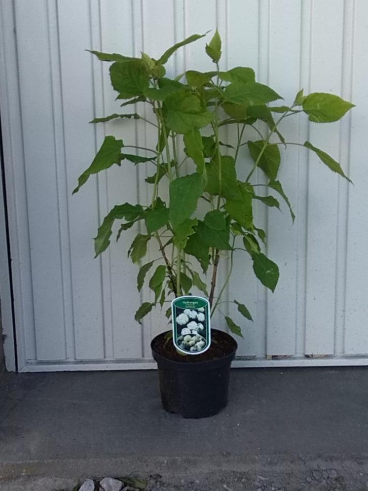 Hortensia,Hydrangea arb.Annabelle, Tuin en Terras, Planten | Tuinplanten, Vaste plant, Overige soorten, Zomer, Ophalen