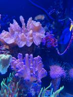 Compleet nano zeeaquarium, Dieren en Toebehoren, Vissen | Aquaria en Toebehoren, Gebruikt, Ophalen