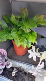 Lepelplant(?), Ophalen, Overige soorten, Minder dan 100 cm