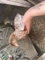 Diverse hennetjes kuikens, Dieren en Toebehoren, Pluimvee, Vrouwelijk, Kip