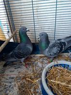 Koppel postduiven, Meerdere dieren, Postduif