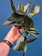 Scindapsus treubii 'Dark Form' p12, Huis en Inrichting, Kamerplanten, Ophalen of Verzenden, Halfschaduw, Minder dan 100 cm