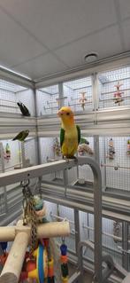 wibuikcaique, Dieren en Toebehoren, Vogels | Parkieten en Papegaaien, Vrouwelijk, Papegaai, Geringd