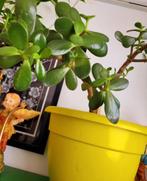 Mooie kamerplant met nieuw gele pot, Minder dan 100 cm, Ophalen of Verzenden, Halfschaduw, In pot