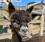 Appaloosa Alpaca Hengstje, Dieren en Toebehoren, Overige Dieren, Juni, Mannelijk