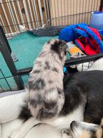 2 prachtige merle pomsky pups !, CDV (hondenziekte), 8 tot 15 weken, Meerdere, Nederland