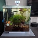 Qubiq 30 aquarium incl beta vis en garnalen en co2, Dieren en Toebehoren, Vissen | Aquaria en Toebehoren, Ophalen, Zo goed als nieuw