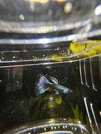 Blue moscow guppen, Vis, Zoetwatervis, Schoolvis