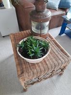 Aloë Vera plantjes 7x, Ophalen, Overige soorten, Minder dan 100 cm