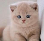 Brits kort haar kittens, Dieren en Toebehoren, Katten en Kittens | Raskatten | Korthaar, Meerdere dieren, Ontwormd, 0 tot 2 jaar