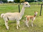 Alpaca merrie met merrie veulen/cria aan de voet, halstermak, Dieren en Toebehoren, Augustus, Vrouwelijk