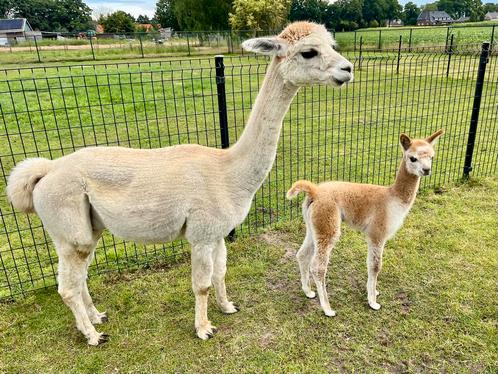Alpaca merrie met merrie veulen/cria aan de voet, halstermak, Dieren en Toebehoren, Overige Dieren, Vrouwelijk, Augustus