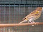 kanarie, Dieren en Toebehoren, Vogels | Kanaries, Mannelijk, Kleurkanarie