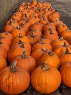 Pompoenen en kalebassen, Ophalen, Nieuw