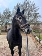 Mega brave lieve forse ruin, Dieren en Toebehoren, Pony's, E pony (1.48m - 1.57m), B, Ruin, 3 tot 6 jaar