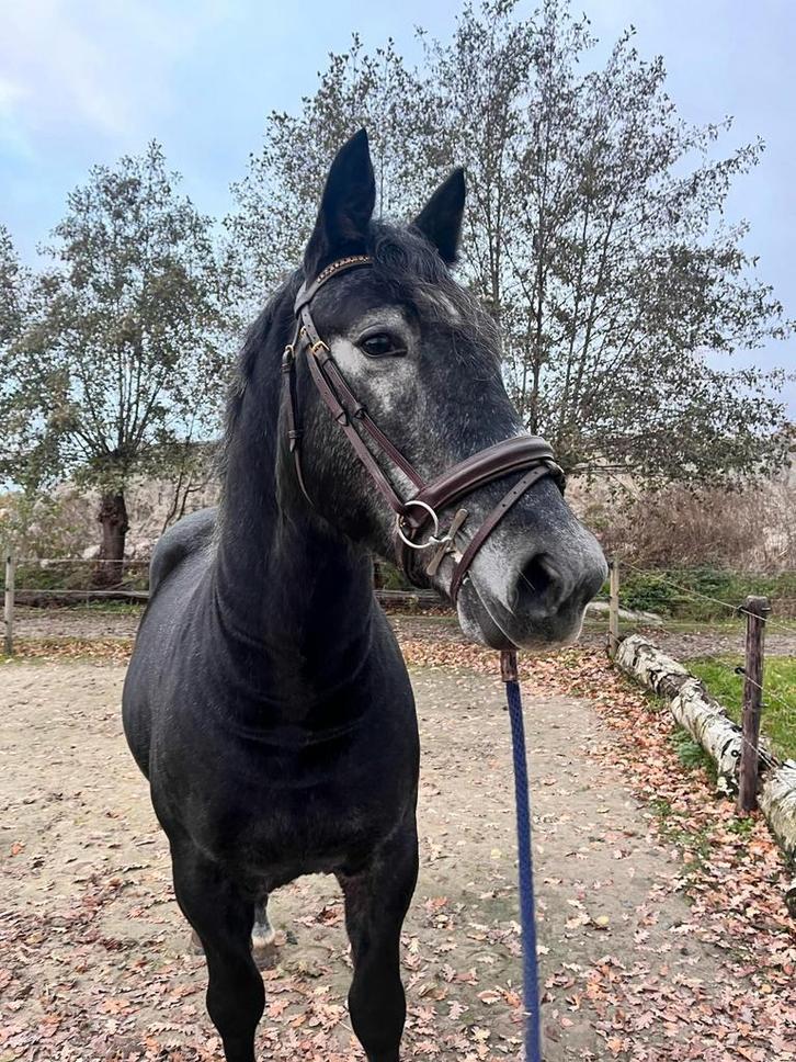 Mega brave lieve forse ruin, Dieren en Toebehoren, Pony's, Ruin, B, E pony (1.48m - 1.57m), Recreatiepony, 3 tot 6 jaar, Gechipt