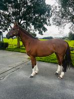 Fokmerrie 12 jr Loma stam. Dexter x Indoctro, Dieren en Toebehoren, Paarden, Merrie, Gechipt, Niet van toepassing, 160 tot 165 cm