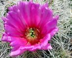 cactus - Echinocereus stramnineus - Hedgehog Cactus, Huis en Inrichting, Kamerplanten, Ophalen of Verzenden, Cactus, Volle zon