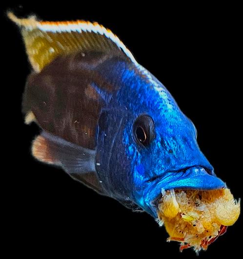 Master rover te koop Fuscotaeniatus man, Dieren en Toebehoren, Vissen | Aquariumvissen, Zoetwatervis, Vis, Schoolvis
