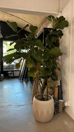 Ficus Lyrata XL kamerplant, Huis en Inrichting, Ophalen, Ficus, 200 cm of meer, Halfschaduw