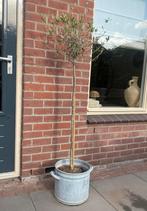 Olijfboompje, Tuin en Terras, Planten | Bomen, Bloeit niet, Overige soorten, Minder dan 100 cm, Ophalen