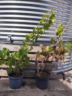 Blauwe druif / Groene druif €10,- per plant, Ophalen, Volle zon, Overige soorten, Minder dan 100 cm