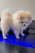 Pomeriaan reutje - met paspoort en gezondheidsboekje, Particulier, Keeshond, 15 weken tot 1 jaar, Reu