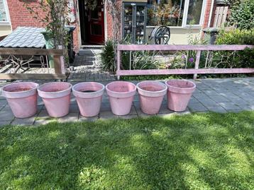 Zes roze bloempotten beschikbaar voor biedingen