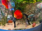 5 Stendker discus vissen, Dieren en Toebehoren, Vissen | Aquariumvissen