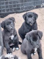 Lieve en mooie pups (Sheprador X Border Aussie), Dieren en Toebehoren, Honden | Niet-rashonden, Rabiës (hondsdolheid), 8 tot 15 weken