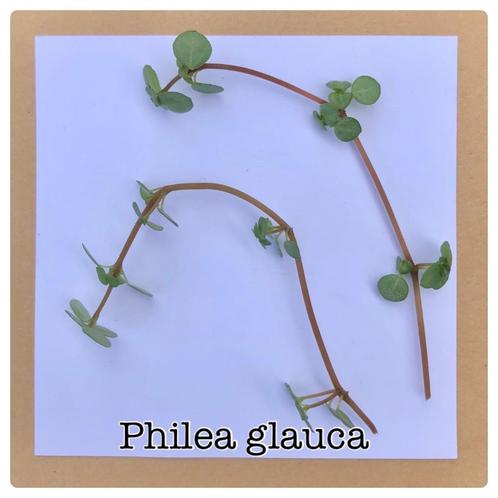 24. stekje pilea glauca €1, Huis en Inrichting, Kamerplanten, Overige soorten, Minder dan 100 cm, Ophalen of Verzenden