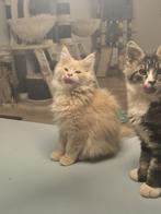 Maine Coon kittens met stamboom, Dieren en Toebehoren, Katten en Kittens | Raskatten | Langhaar, Meerdere dieren, Gechipt, 0 tot 2 jaar