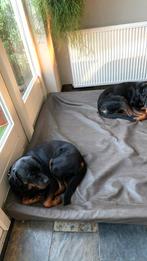 Extra grote knuffelwuff, Dieren en Toebehoren, Ophalen, Zo goed als nieuw, Leer